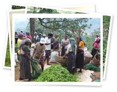 fresh tea leaves collecting center at road side in Sri Lanka